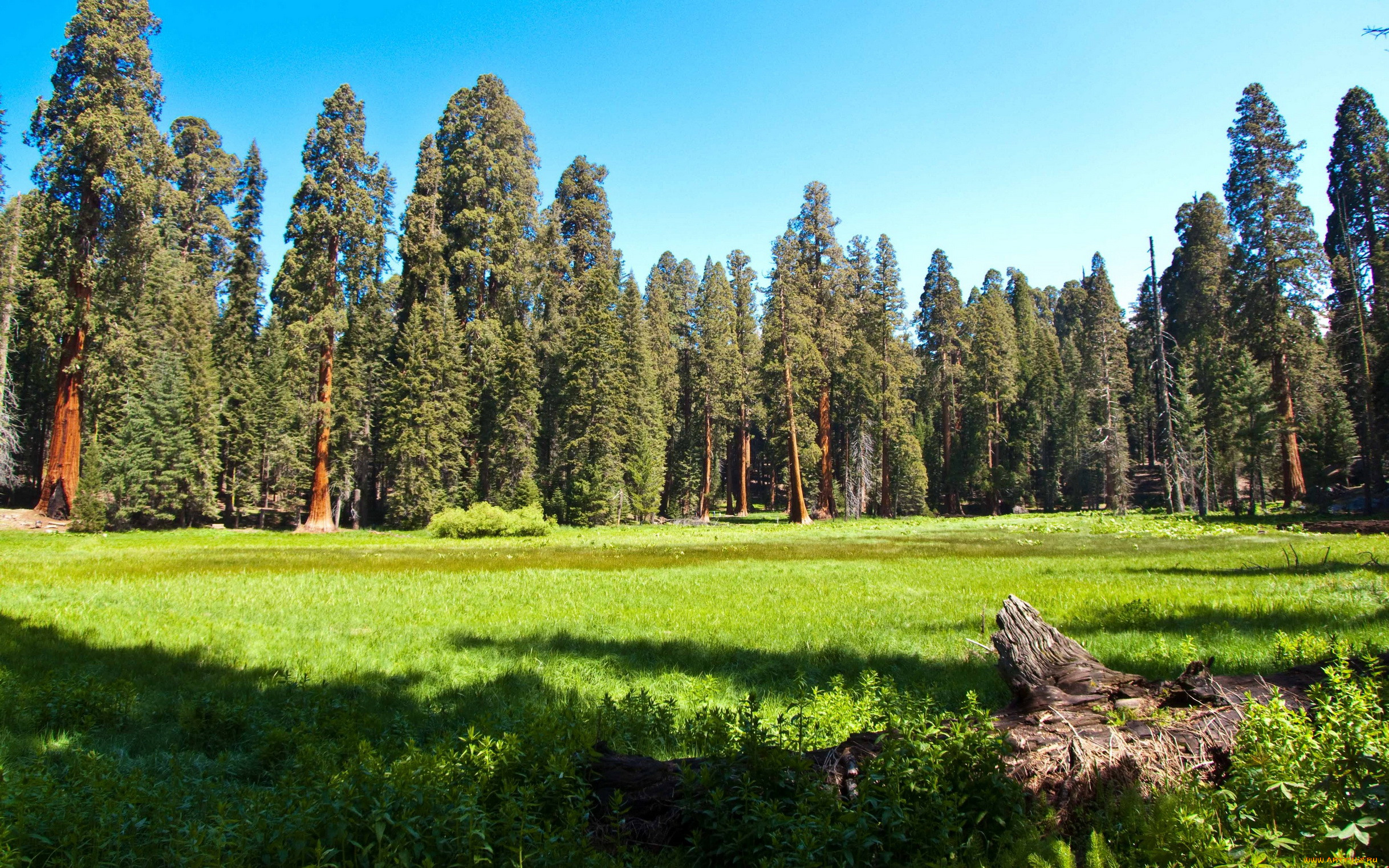 sequoia, national, park, california, , , , 